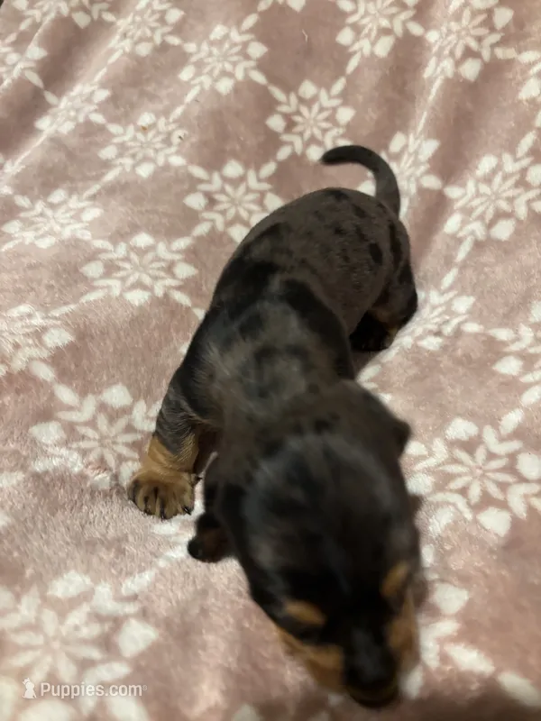 Silver – Bloodhound puppy for sale in Yuma, AZ