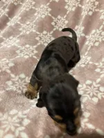 Silver, a male Bloodhound for sale in Yuma, AZ – 1 of 2