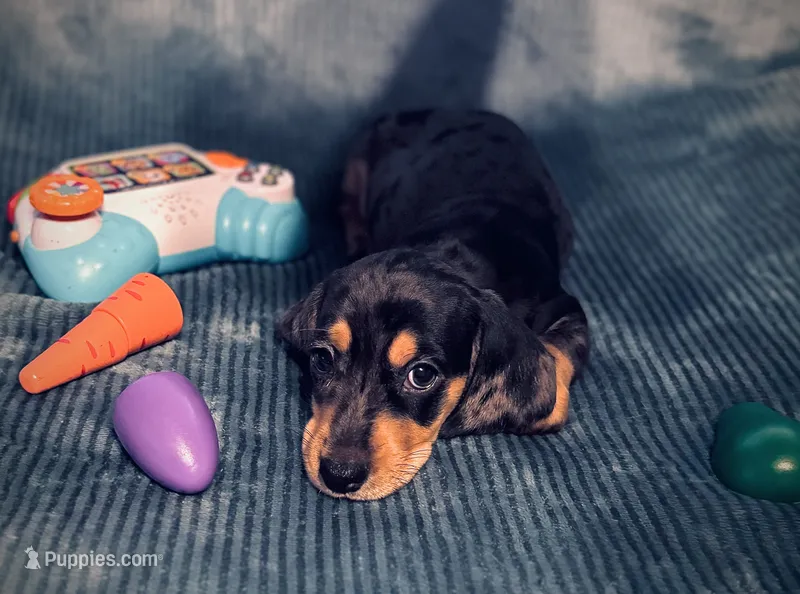 Silver – Dachshund puppy on hold in Yuma, AZ