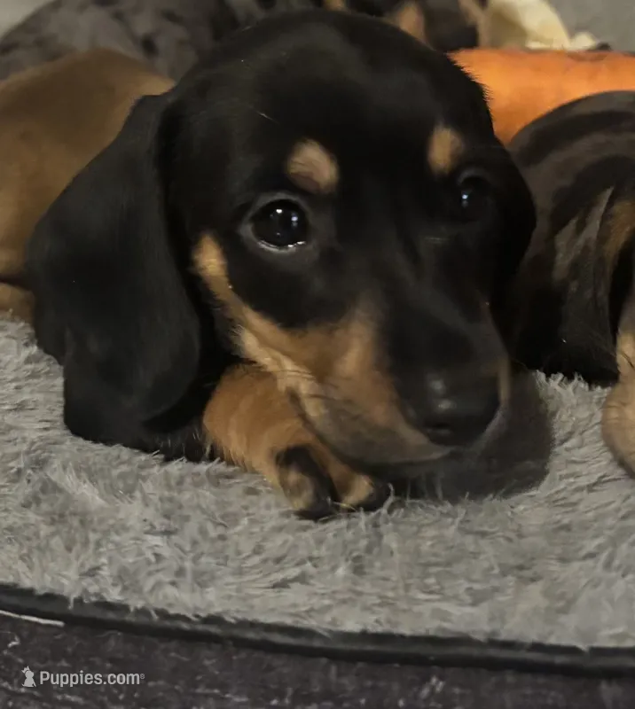 Rummi – Dachshund puppy for sale in Yuma, AZ