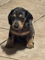 Silvia, a female Dachshund for sale in Yuma, AZ – 3 of 3