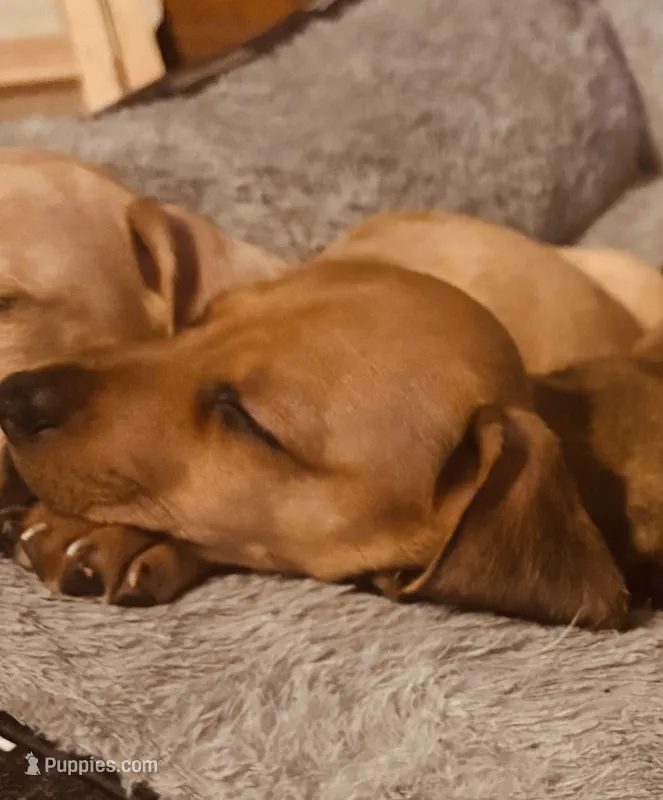 Soza – Dachshund puppy for sale in Yuma, AZ
