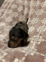 Silvia, a female Bloodhound for sale in Yuma, AZ – 2 of 2