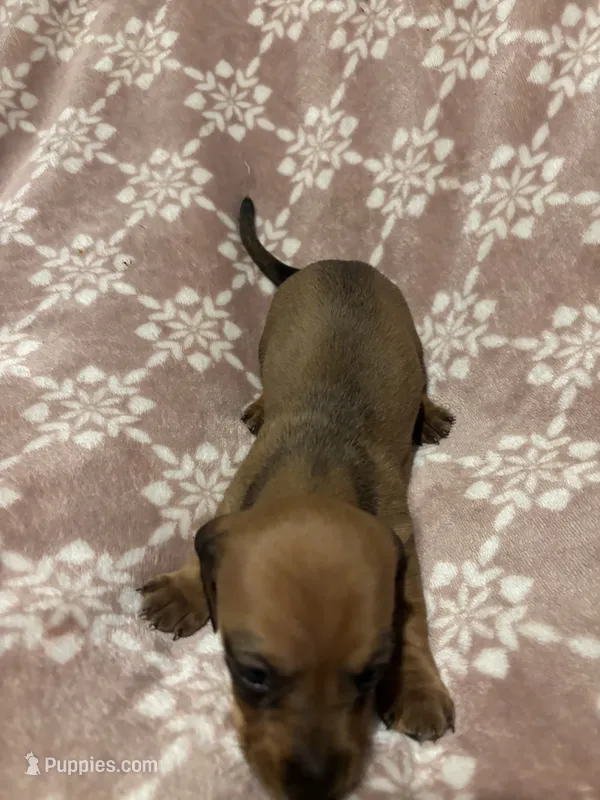 Soza – Bloodhound puppy for sale in Yuma, AZ