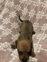 Soza, a male Bloodhound for sale in Yuma, AZ – 1 of 2