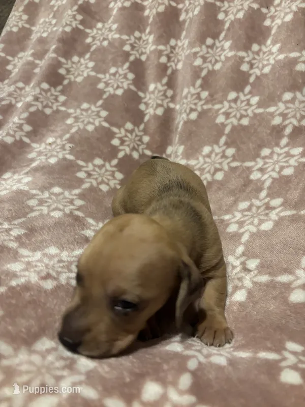 Weic – Bloodhound puppy for sale in Yuma, AZ