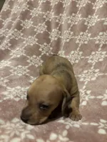 Weic, a male Bloodhound for sale in Yuma, AZ – 1 of 2