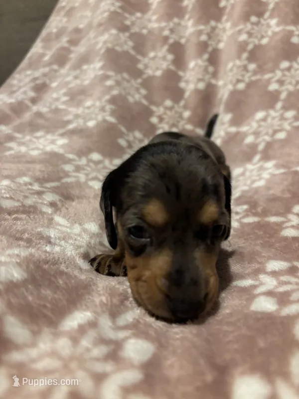 Silvia – Bloodhound puppy for sale in Yuma, AZ
