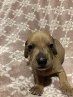 Weic, a male Bloodhound for sale in Yuma, AZ – 2 of 2
