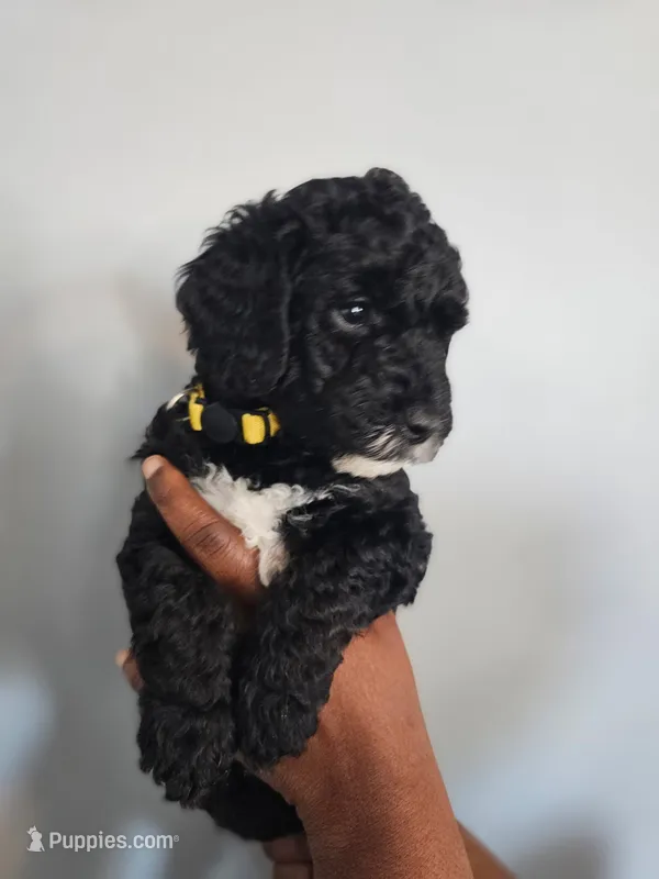 Peter – Poodle - Miniature  puppy for sale in East Haven, CT