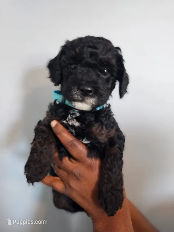 Hawk – Poodle - Miniature  puppy for sale in East Haven, CT