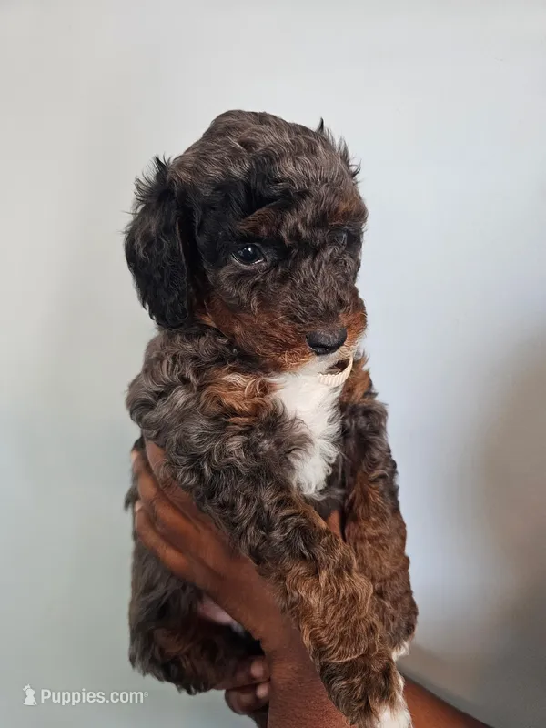 Gizmo – Poodle - Miniature  puppy for sale in East Haven, CT