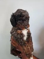Gizmo, a male Poodle - Miniature  for sale in East Haven, CT – 1 of 1