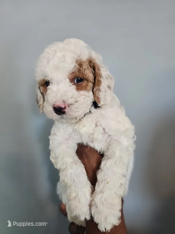 Tommy – Poodle - Miniature  puppy for sale in East Haven, CT