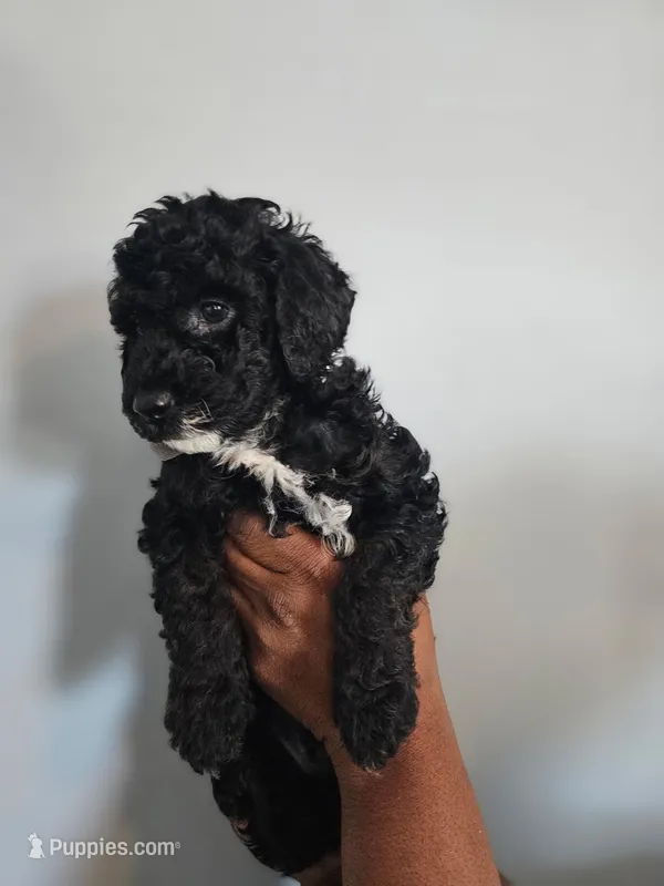 Parker – Poodle - Miniature  puppy for sale in East Haven, CT