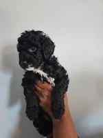 Parker, a male Poodle - Miniature  for sale in East Haven, CT – 1 of 1
