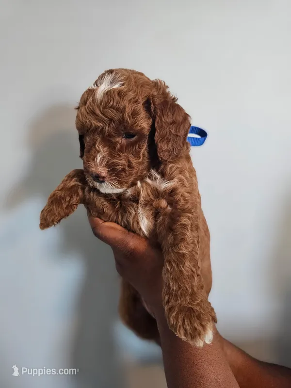 Milo – Poodle - Miniature  puppy for sale in East Haven, CT
