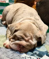 Peanut , a female English Bulldog for sale in Gettysburg, PA – 5 of 5