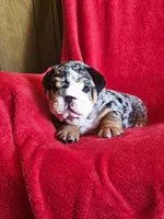 Miguel , a male English Bulldog for sale in Gettysburg, PA – 4 of 6