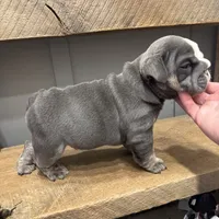 Saint, a male English Bulldog for sale in Gettysburg, PA – Photo 6 of 10