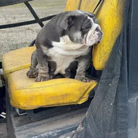 Saint, a male English Bulldog for sale in Gettysburg, PA – Photo 8 of 10