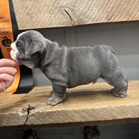 Saint, a male English Bulldog for sale in Gettysburg, PA – Photo 2 of 10