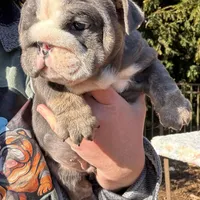 Saint, a male English Bulldog for sale in Gettysburg, PA – Photo 10 of 10