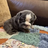 Saint, a male English Bulldog for sale in Gettysburg, PA – Photo 3 of 10