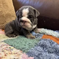 Saint, a male English Bulldog for sale in Gettysburg, PA – Photo 5 of 10
