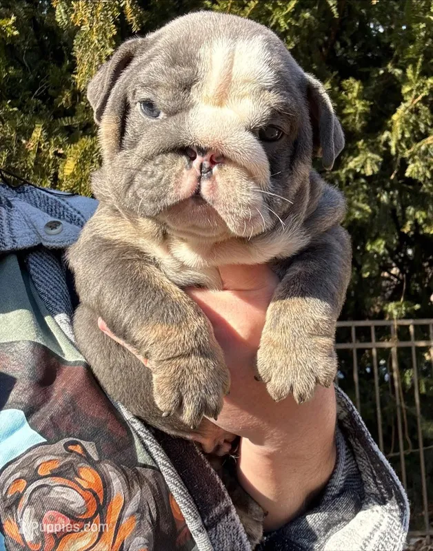 Saint – English Bulldog puppy on hold in Gettysburg, PA