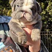 Saint, a male English Bulldog for sale in Gettysburg, PA – Photo 1 of 10