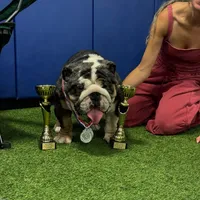Saint, a male English Bulldog for sale in Gettysburg, PA – Photo 7 of 10