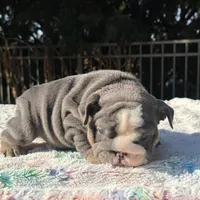 Saint, a male English Bulldog for sale in Gettysburg, PA – Photo 9 of 10