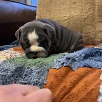 Saint, a male English Bulldog for sale in Gettysburg, PA – Photo 4 of 10