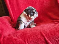 Pepita , a female English Bulldog for sale in Gettysburg, PA – 3 of 6