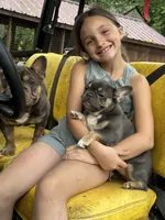 Piper, a female French Bulldog for sale in Gettysburg, PA – 3 of 3