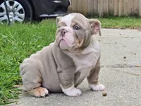 Bruce , a male English Bulldog for sale in Gettysburg, PA – 2 of 3