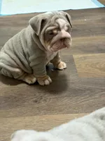 Prince, a male English Bulldog for sale in Gettysburg, PA – 3 of 4