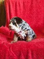 Miguel , a male English Bulldog for sale in Gettysburg, PA – 5 of 6
