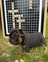 Himge, a male French Bulldog for sale in Gettysburg, PA – 5 of 6