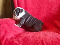 Pepita , a female English Bulldog for sale in Gettysburg, PA – 2 of 6