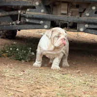 Peanut , a female English Bulldog for sale in Gettysburg, PA – 3 of 5