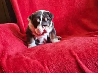 Pepita , a female English Bulldog for sale in Gettysburg, PA – 5 of 6
