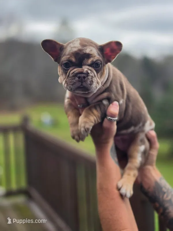 Milkyway , a female French Bulldog for sale in Gettysburg, PA – Photo 1 of 3