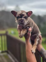 Milkyway , a female French Bulldog for sale in Gettysburg, PA – Photo 1 of 3