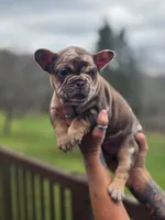 Milkyway , a female French Bulldog for sale in Gettysburg, PA – Photo 2 of 3