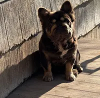 Milkyway , a female French Bulldog for sale in Gettysburg, PA – Photo 3 of 3