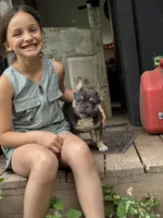 Piper, a female French Bulldog for sale in Gettysburg, PA – 2 of 3