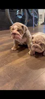 Prince, a male English Bulldog for sale in Gettysburg, PA – 4 of 4