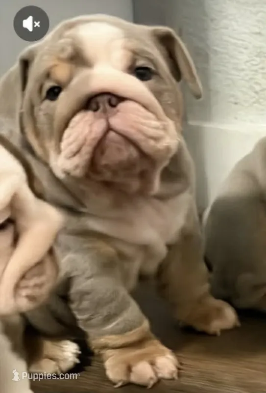 Prince – English Bulldog puppy for sale in Gettysburg, PA